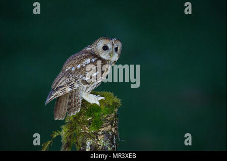 Un Tawny Owl (Strix Aluco enr) perché sur une branche sur une nuit pluvieuse au Royaume-Uni Banque D'Images