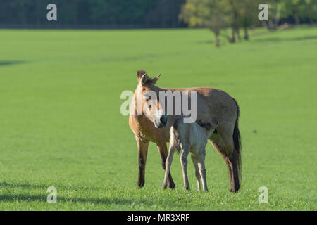 Une mare de Przewalski cheval avec son poulain Banque D'Images