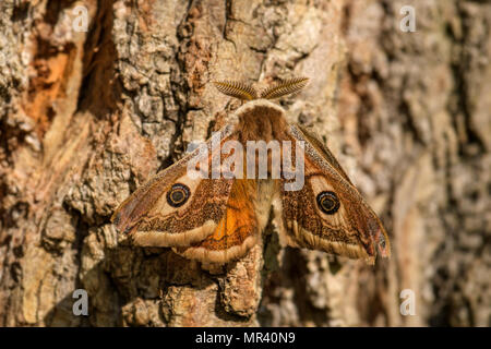 Papillon empereur - Saturnia pavonia, belle espèce d'Europe, en République tchèque. Banque D'Images