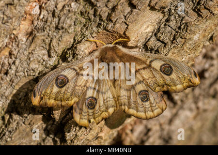 Papillon empereur - Saturnia pavonia, belle espèce d'Europe, en République tchèque. Banque D'Images