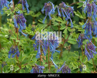 Corydalis flexuosa 'China Blue' Banque D'Images