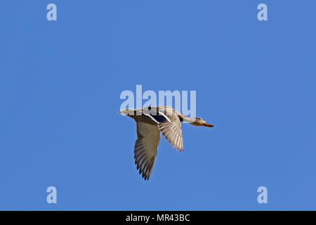 Canard colvert femelle ou close up nom Latin Anas platyrhynchos famille des anatidés voler dans la réserve naturelle de Colfiorito en Italie Banque D'Images