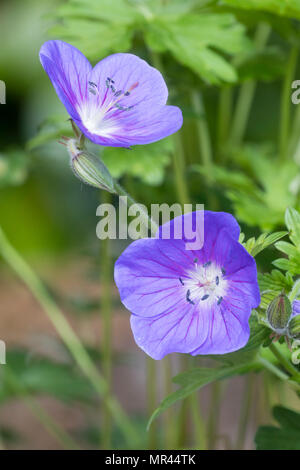 Fleurs simples bleu de la plante herbacée vivace géranium sanguin Geranium himalayense hardy, 'Gravetye' Banque D'Images