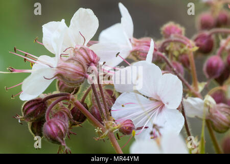 Au début de l'été, blanc fleurs de l'evergreen hardy, géranium sanguin Geranium macrorrhizum 'Album' Banque D'Images