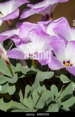 Belle fleur rose et blanc au-dessus des tapis de feuilles glauques de l'Oxalis adenophylla, shamrock argent Banque D'Images