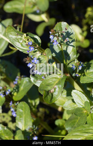 Les petites fleurs bleues et feuillage charnu de l'UK les brooklime, Veronica beccabunga, une piscine au bord de l'aquatique et marginal Banque D'Images