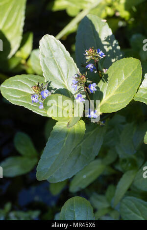 Les petites fleurs bleues et feuillage charnu de l'UK les brooklime, Veronica beccabunga, une piscine au bord de l'aquatique et marginal Banque D'Images