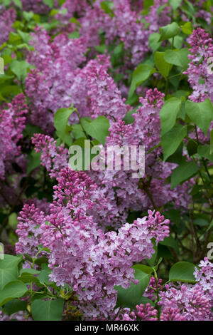 Vue en gros plan de belles fleurs lilas de Perse en pleine floraison Banque D'Images