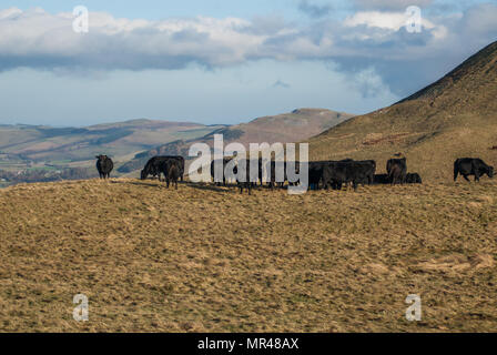 Aberdeen Angus vaches sur une colline dans la région des Scottish Borders, près de St Cuthberts façon. Banque D'Images