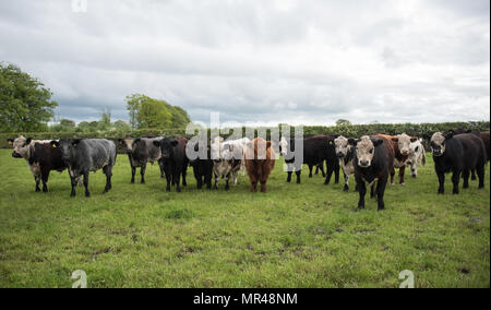 Boeuf traditionnel l'engraissement du bétail paissant dans le nord de la région de Cumbria. Banque D'Images