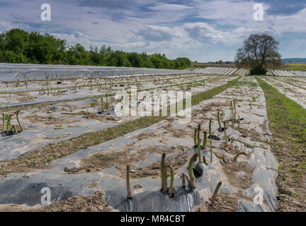 Champs avec des lits d'asperges en noir couvert d'aluminium et un merveilleux paysage de forêt et colline derrière Banque D'Images