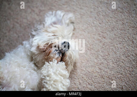 Chien adorable qui est un mélange entre shih tzu et Bichon Frise Banque D'Images