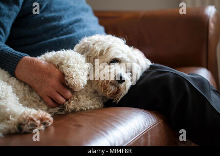 Shichon chien avec un propriétaire âgé sur le canapé en cuir Banque D'Images