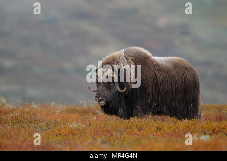 Le boeuf musqué bull dans un paysage d'automne, dovrefjell, Norvège, (Ovibos moschatus) Banque D'Images