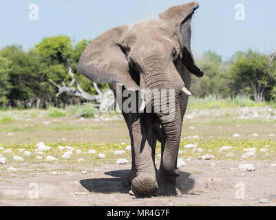 La charge d'éléphants d'Afrique vers la caméra. Parc National d'Etosha, Namibie. Banque D'Images