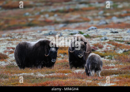 Troupeau de boeufs musqués dans un paysage d'automne, dovrefjell, Norvège, (Ovibos moschatus) Banque D'Images