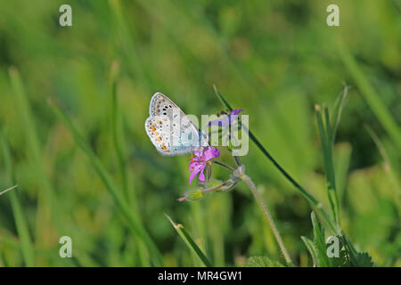 Papillon bleu commun corps bleu mais avec des taches orange pâle et l'ailes polyommatus icarus boalensis sur rose bill de cigogne erodium malacoides Banque D'Images