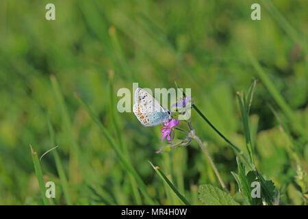 Papillon bleu commun corps bleu mais avec des taches orange pâle et l'ailes polyommatus icarus boalensis sur rose bill de cigogne erodium malacoides Banque D'Images