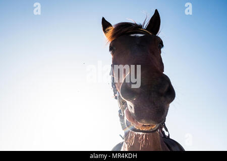 Joli portrait cheval fou et drôle. exprfession aniumal fond plein air Banque D'Images