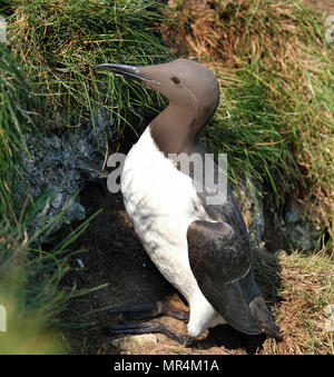 Guillemot en état de se reproduire sur les falaises de craie hautes de l'East Yorkshire, UK. Banque D'Images