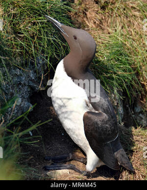 Guillemot en état de se reproduire sur les falaises de craie hautes de l'East Yorkshire, UK. Banque D'Images