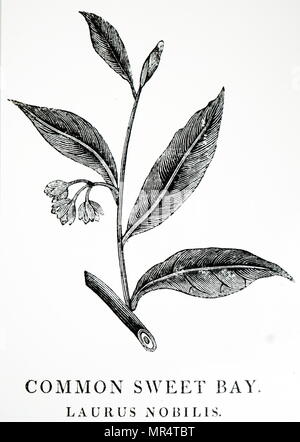 Gravure représentant un échantillon de laurier (Laurus nobilis) un arbre à feuilles persistantes aromatiques ou grand arbuste à feuilles glabres, vert, dans la famille de plantes à fleurs Lauraceae. En date du 19e siècle Banque D'Images