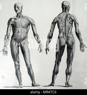 Illustration représentant une vue avant et arrière de la couche supérieure des muscles d'un corps masculin. En date du 18e siècle Banque D'Images