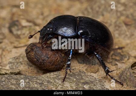 Dor ponderosa avec chute de lapin, Wyre Forest Banque D'Images