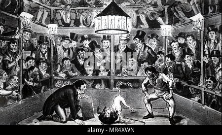 Illustration les hommes de parier sur un combat de chiens. Illustré par George Cruikshank (1792 à 1878) un caricaturiste britannique et illustrateur de livres. En date du 19e siècle Banque D'Images