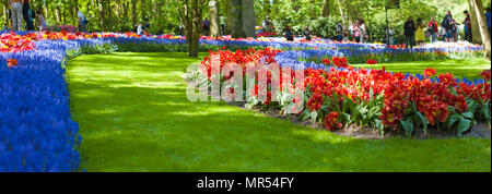 Jardin avec des jacinthes roses et tulipes colorées sur une journée ensoleillée au printemps . Banner Banque D'Images