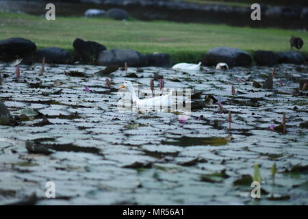 Canards nageant dans l'étang Banque D'Images