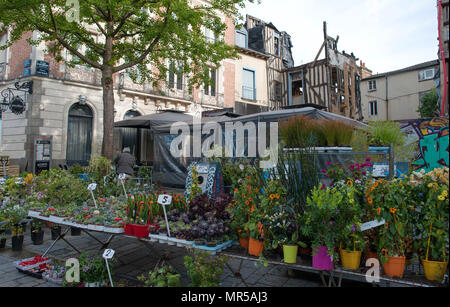 Rennes, France. Vue générale GV. Hebdomadaire Rennes marché régional. Bretagne, en pot, la floraison, les plantes, Stalle, dans l'ouverture et le marché couvert Samedi 26/04/2014, © Peter SPURRIER Banque D'Images