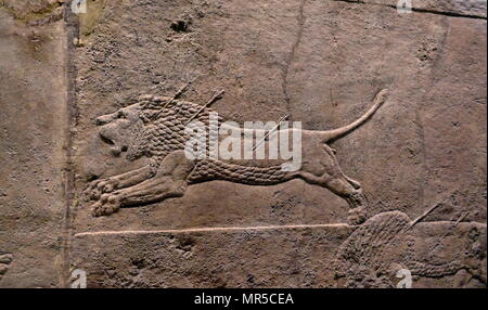 Mur assyrienne relief représentant le lion royal hunt. L'assyrien, environ 645-635 BC de Ninive, Palais du Nord. Banque D'Images