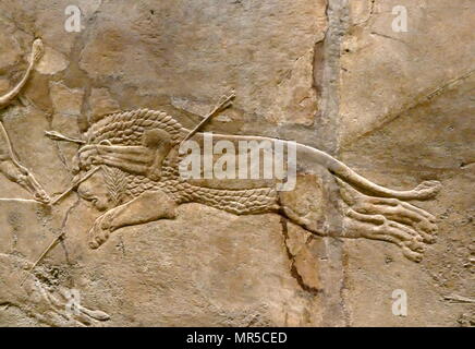 Mur assyrienne relief représentant le lion royal hunt. L'assyrien, environ 645-635 BC de Ninive, Palais du Nord. Banque D'Images