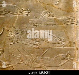 Mur assyrienne relief représentant le lion royal hunt. L'assyrien, environ 645-635 BC de Ninive, Palais du Nord. Banque D'Images