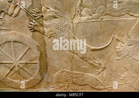 Mur assyrienne relief représentant le lion royal hunt. L'assyrien, environ 645-635 BC de Ninive, Palais du Nord. Banque D'Images