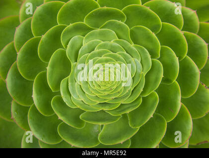 Gros plan des richesses naturelles de la concentrique de feuilles vert clair en forme de rosette plante succulente. Banque D'Images