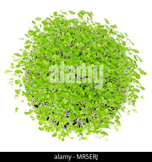 Les jeunes le basilic microgreens en blanc bol sur blanc. Les graines germées, des pousses, des jeunes plantes et semis en terreau. Feuilles de l'Ocimum basilicum. Photo. Banque D'Images