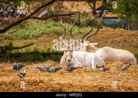 Un couple d'Antilope Addax, corne incurvée également connu sous le nom de white (screwhorn les antilopes antilope) marcher dans la nature dans le Safari de Ramat Gan. Banque D'Images