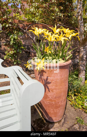 Jaune dans un pot en terre cuite dans les jardins de peu d'un cour de Malvern Hall prieurs du 15e siècle à Little Malvern Worcestershire, Royaume-Uni Banque D'Images