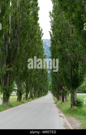 Pays longue route bordée de grands arbres peupliers Banque D'Images