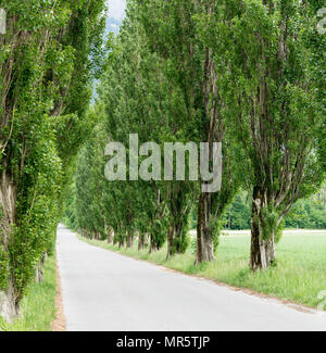 Pays longue route bordée de grands arbres peupliers Banque D'Images