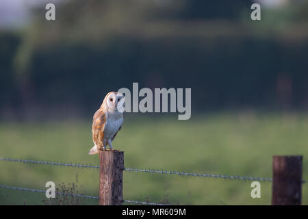 Un sauvage Barn Owl perché sur un poteau de clôture en bois avec du fil de fer barbelé, à côté d'un pré sur une ferme à Norfolk, en Angleterre. Banque D'Images