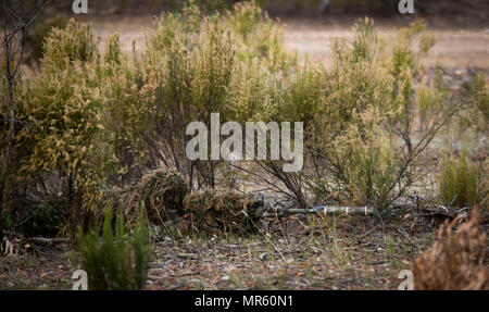 Le caporal de l'Armée canadienne. Mike Pollon se prépare à tirer sur une cible, le 16 mai 2017, dans le cadre d'un sniper concours à l'armée australienne à la réunion des compétences d'armes, en Australie, Puckapunyal. La compétition réunit 20 pays à participer, apprendre les uns des autres, et établir des liens. Pollon est un sniper avec Princess Patricia's Canadian Light Infantry. (U.S. Marine Corps photo par Lance Cpl. Bernadette Wildes) Banque D'Images