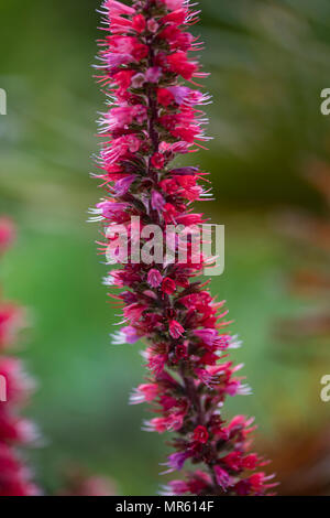 Vipérine commune Echium russicum (Russe) dans le champ de fleurs Banque D'Images