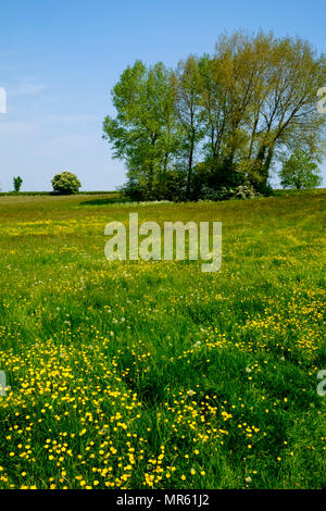 Autour de Mells un village près de Frome Somerset, England UK Banque D'Images