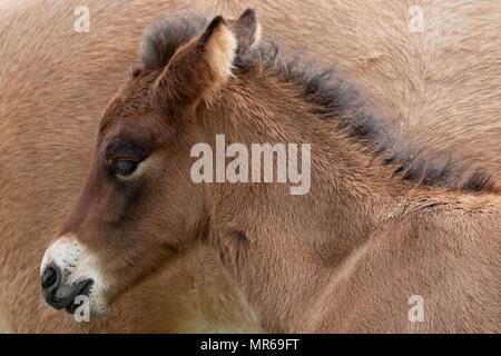 Cheval islandais (Equus islandicus), Poulain, portrait, Nord de l'Islande, Islande Banque D'Images