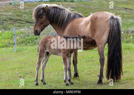 Chevaux Islandais (Equus islandicus), poulain de boire avec la mère, dans le Nord de l'Islande, Islande Banque D'Images