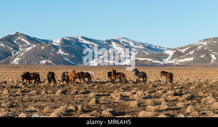Troupeau de chevaux Islandais (Equus caballus przewalskii f.) en face de montagnes couvertes de neige, le sud de l'Islande, Islande Banque D'Images