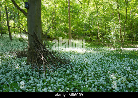 Une promenade à travers les bois Millington lorsque l'ail sauvage est en fleurs Banque D'Images